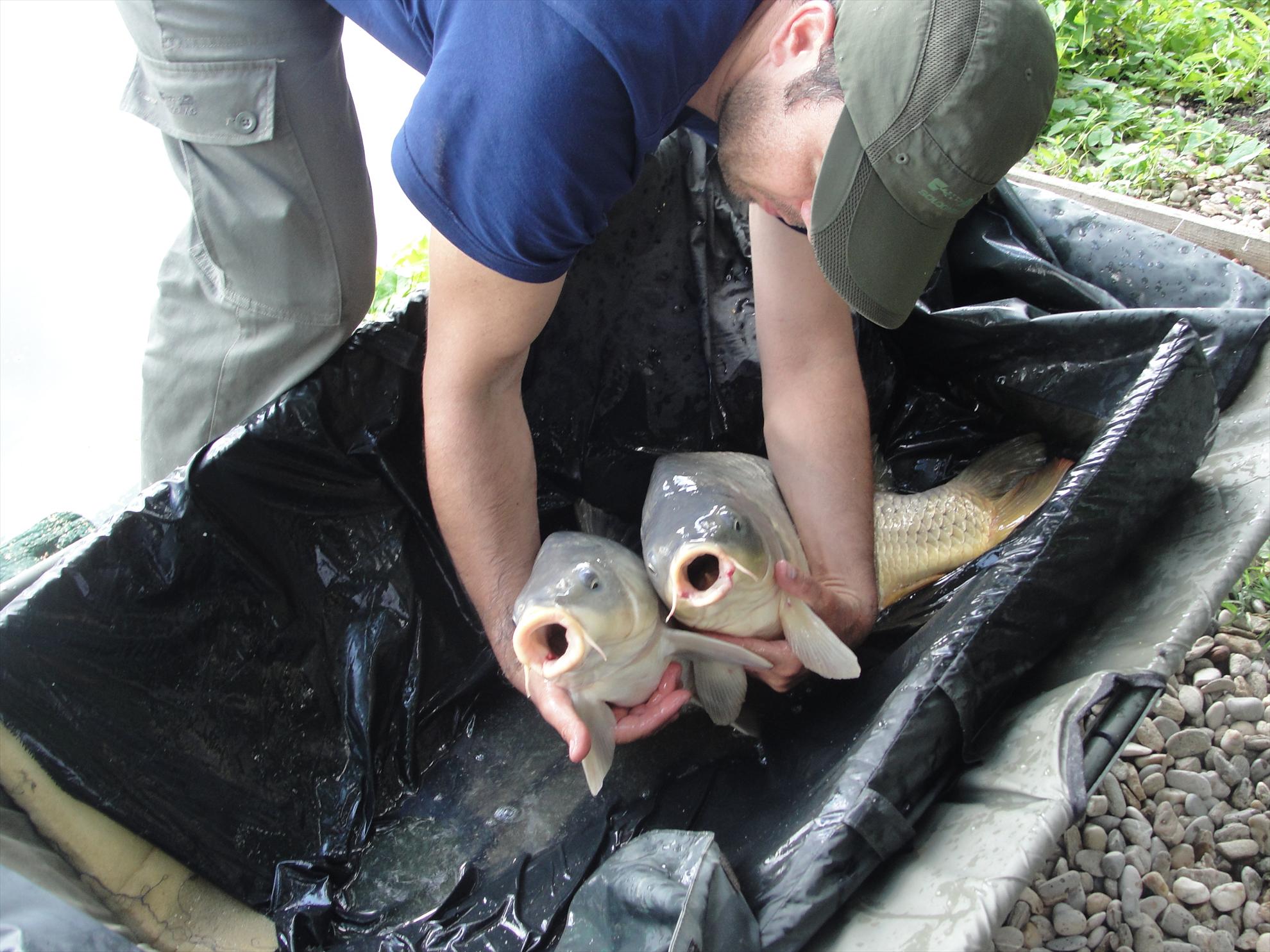 Moara Vlasiei 2 - 9 iunie partea a doua - mai veseli